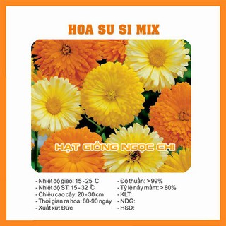 Hạt Giống Hoa Cúc Susi - 100 Hạt
