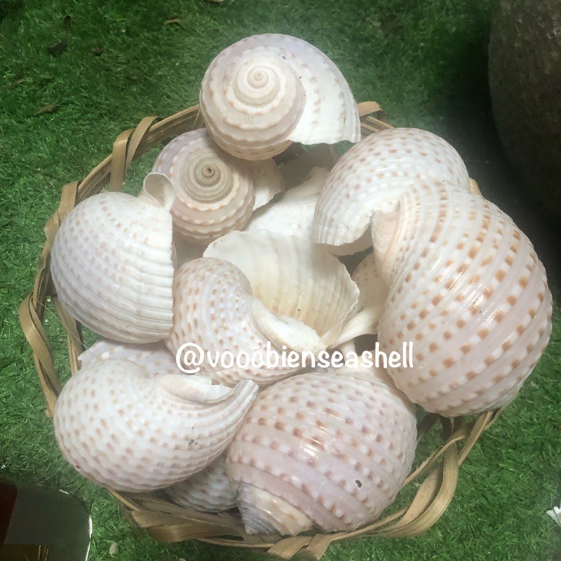 Vỏ ốc trang trí, trồng sen đá, vỏ ốc giấm mè