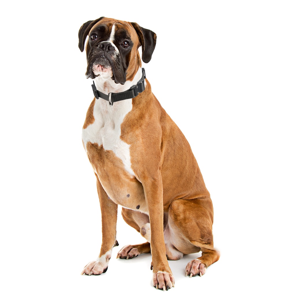 Vòng Cổ Nylon Khóa Kim Loại Cho Chó K9