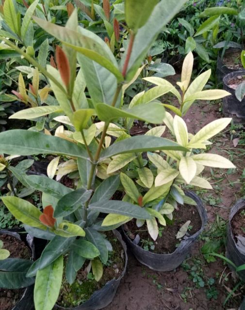 Cây mẫu đơn ta sai hoa