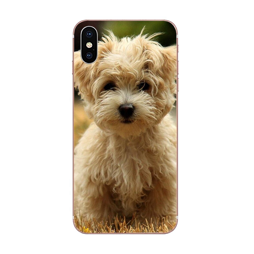 Ốp Điện Thoại Hình Chú Chó Poodle Cho Iphone 11 Pro X Xs Max Xr 4 4s 5 5c 5s Se Se2 6 6s 7 8 Plus