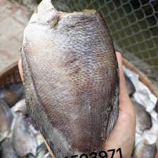 KHÔ CÁ SẶC THƯỢNG HẠNG TO BỰ (12 CON 1KG ) ĐẶC SẢN U MINH CÀ MAU TÚI 500gr