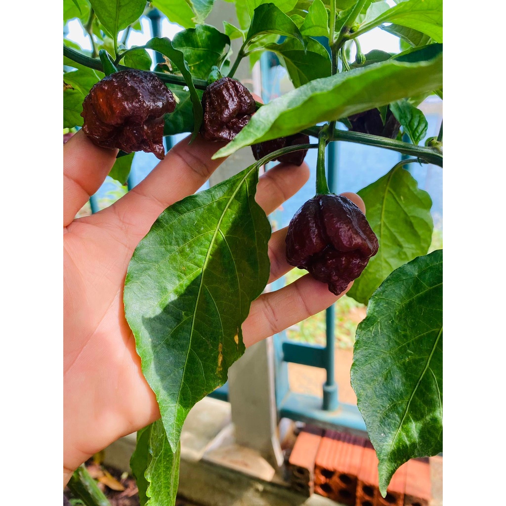 Hạt giống ớt Trinidad moruga scorpion chocolate