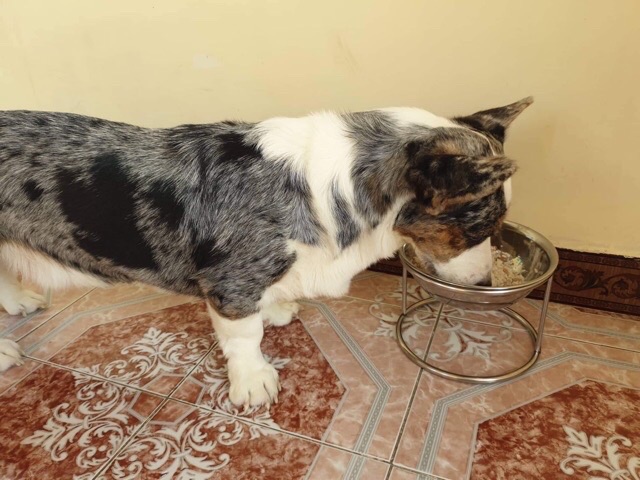 Đế ăn đôi kèm bát cao 15cm -bát 20cm