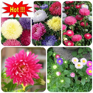 Hạt giống Cúc magic 50 hạt nhiều màu