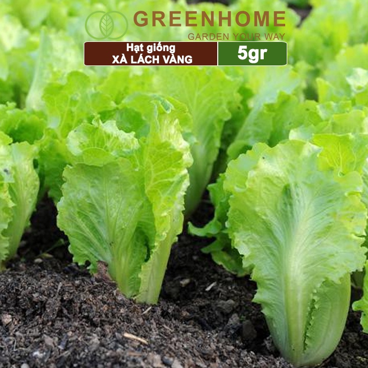 Hạt giống rau Xà lách vàng, gói 10g, dễ trồng, thu hoạch nhanh R13 |Greenhome