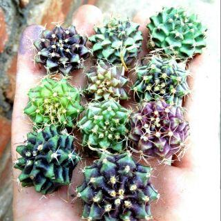 Combo 10 xương rồng Gymnol 2.5-3cm ngẫu nhiên