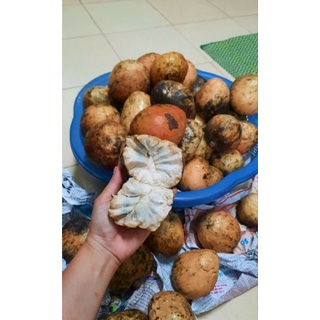Giống Cây Nê Na