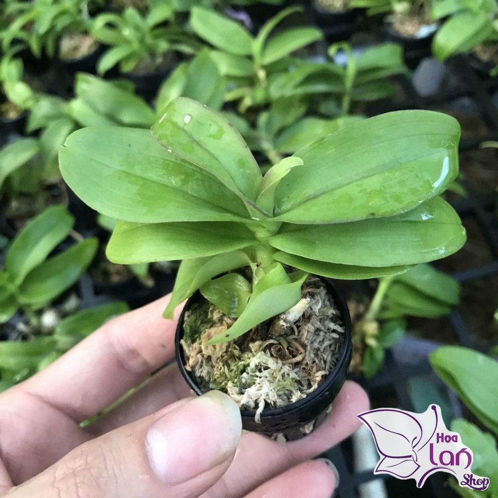 Lan Phi Điệp  🎁Mua 3 Tặng 1🎁  Lá Mít Thân Thủ