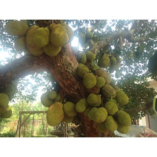  Cây Giống Mít Dai