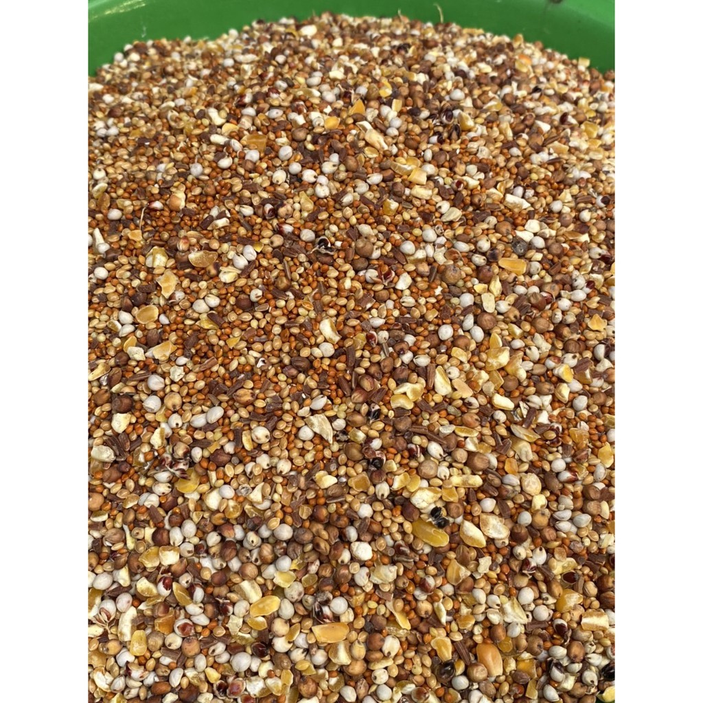 Ngũ cốc dinh dưỡng cho Chim Cu Gáy