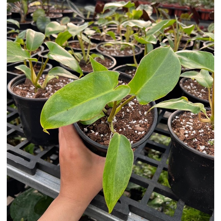 Philodendron Paraiso Verde size 4-5 lá