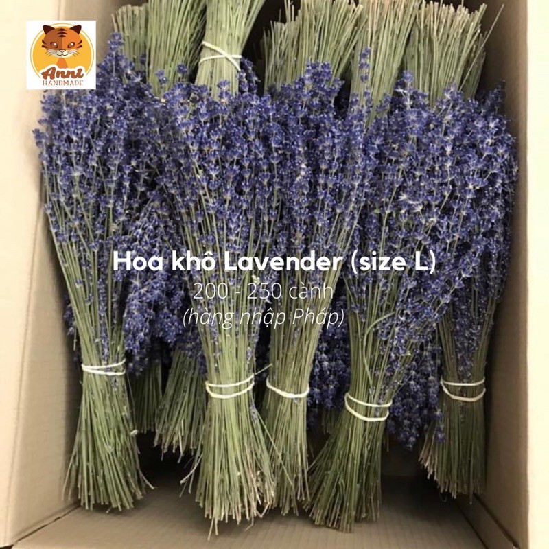 Bó hoa khô Lavender  200-250 cành