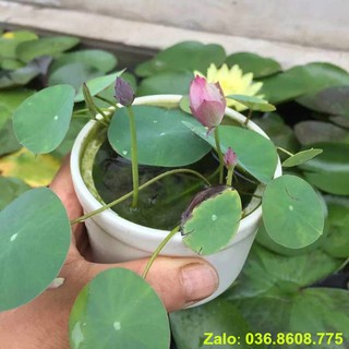 50 Hạt sen mini (sen bát) 10 màu siêu đẹp