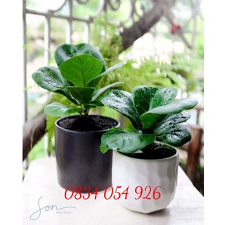 Chậu Trồng Cây Mini Bằng Gốm Sứ