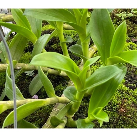 Phân trùn quế dạng viên nén Cuốc Vàng - Phân hữu cơ trùn quế cao cấp - Chuyên dùng cho lan, hoa hồng, cây cảnh