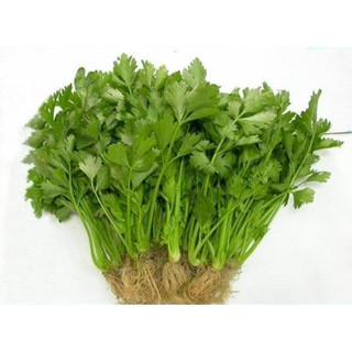 Hạt Giống Rau Cần Tây
