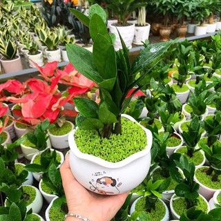 CÂY KIM TIỀN chậu sứ + lót cỏ may mắn - Cây cảnh đẹp phong thủy để bàn Free ship toàn quốc