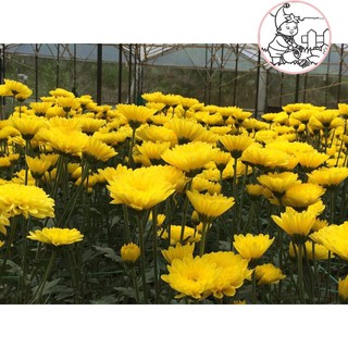 Hạt HOA CÚC Đà Lạt - Gói 5 gram