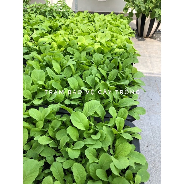 Phân Bò nguyên chất đã xử lí LAVAMIX