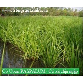 Hạt giống cỏ Ubon Paspalum - Cỏ xả chịu ngập gói 50g - Hạt Giống Cỏ Chăn Nuôi Trâu-bò-dê-cừu-cá