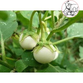 Hạt cà pháo trắng - gói 1 gram