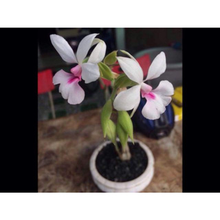 Củ hoa lan bầu rượu (củ nhỏ)