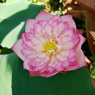 Củ sen ngoại pink lady