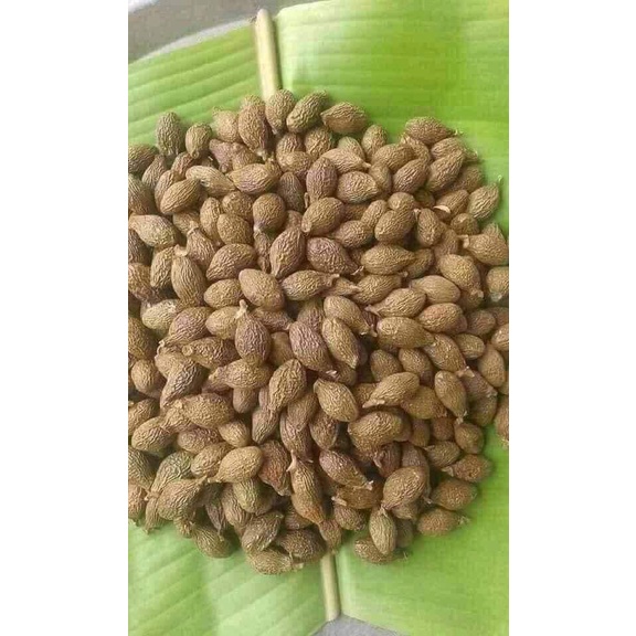 Hạt ươi bay ( đười ươi) rừng Gialai - Cam kết nở 100% hạt
