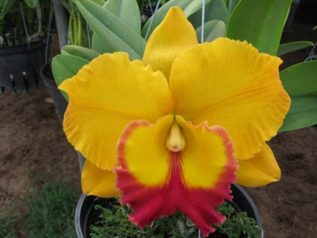 Cattleya cây giống hoa xổ