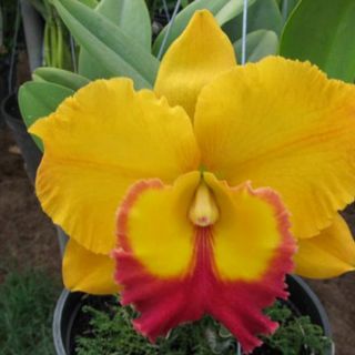 Cattleya cây giống hoa xổ