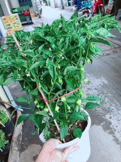 Chậu ớt kiểng
