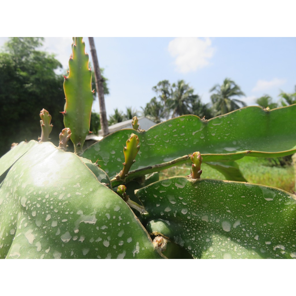 Phân bón lá. Bung chồi vọt đọt, kích rễ, bung chồi chuyên cây có múi. Chai 500ml