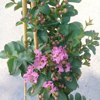 Tường vi ( hồng )