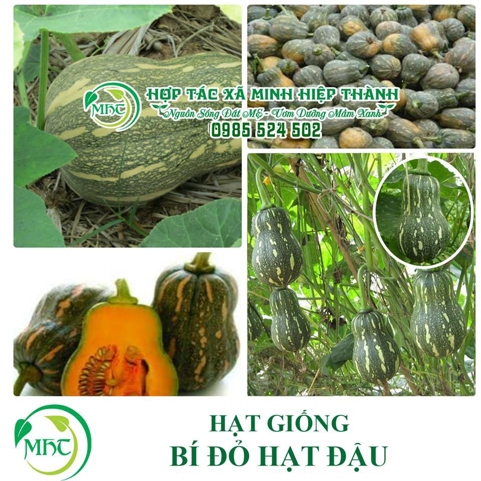 Hạt giống bí đỏ hạt đậu lai F1