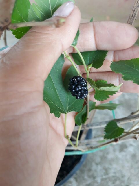 Cây dâu tằm siêu trái