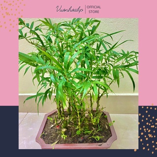 Cây trúc phật bà (trúc đùi gà) cao 50cm, khóm to và rậm rạp, xanh lá quanh năm, ảnh thật, lỗi 1 đổi 1