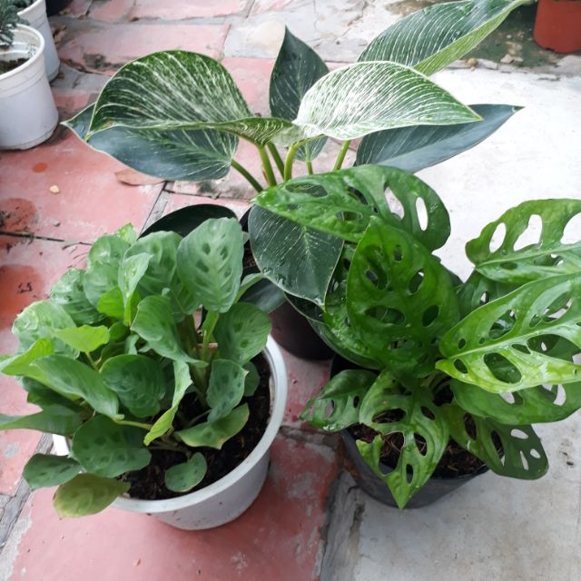 3 cây lá xanh