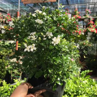 Cây 🌲 Nguyệt quế Thái siêu hoa đang hoa