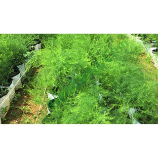 HẠT GIỐNG MĂNG TÂY XANH