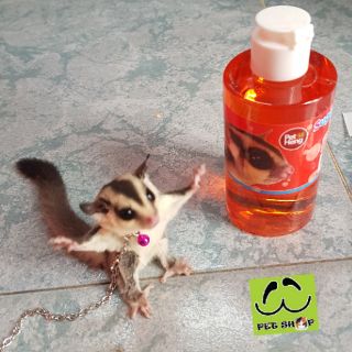Sữa tắm cho Sóc