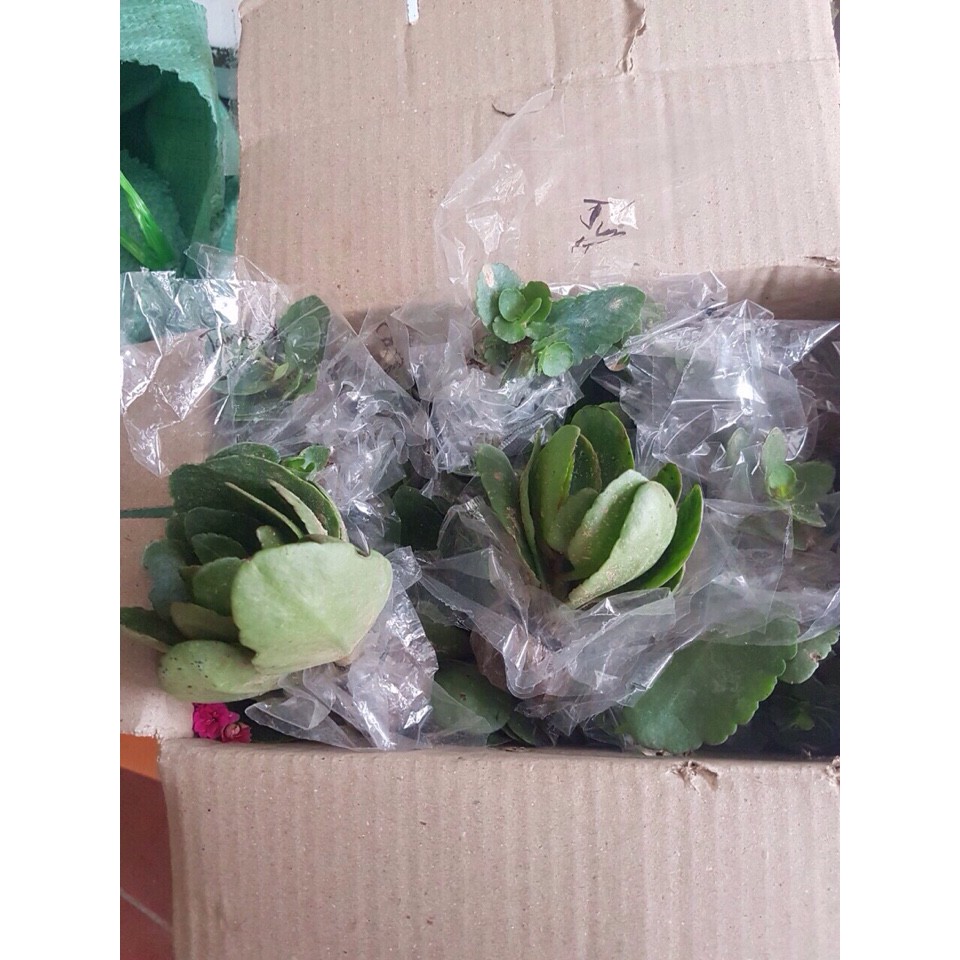 Cây giống bỏng thái kép nhiều màu