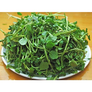 HẠT GIỐNG XÀ LÁCH XOONG