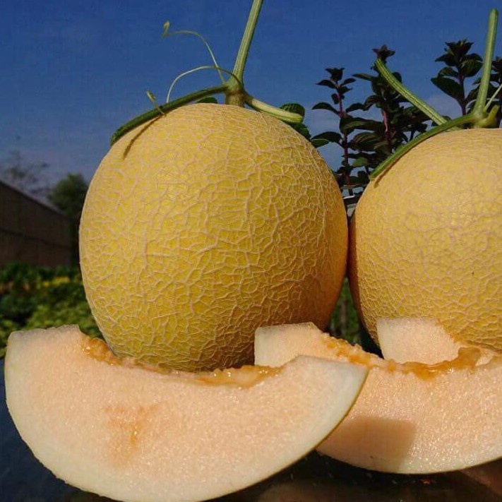 Hạt giống dưa lưới F1 Loại dễ trồng năng suất cao kháng sâu bệnh ( gói 50gram, 100gram , 200gram)