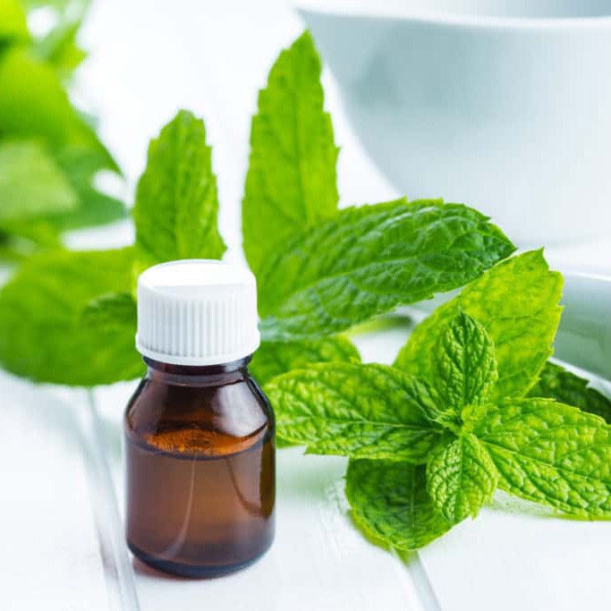 Tinh dầu bạc hà nguyên chất ( Peppermint essential Oil ) GUTY