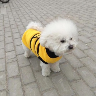 Áo ong dễ thương cho cún mèo