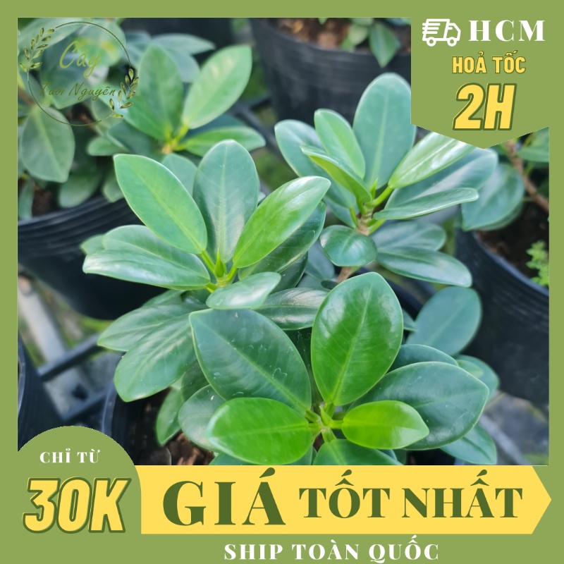 CÂY SI NHẬT (Cây Sanh) ,(cao 20cm), cây phong thủy để bàn mini GIÁ RẺ, lọc không khí, Cây Tươi Nguyên CTN0510