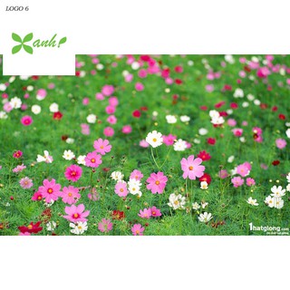 Hạt giống Sao nhái mix (100 hạt)