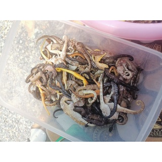 1 con cá ngựa khô size 5-7 cm