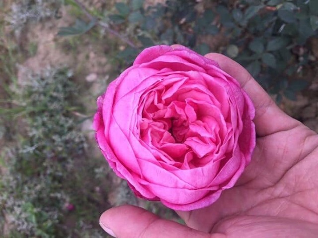 Gốc hồng bánh tẻ  -70k/10 gốc - tặng kích rễ